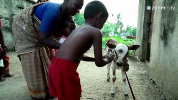 india: rinden culto a un ternero con tres ojos india: rinden culto a un ternero con tres ojos