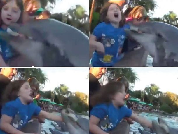 La venganza de los delfines: muerde a una nena en un acuario
