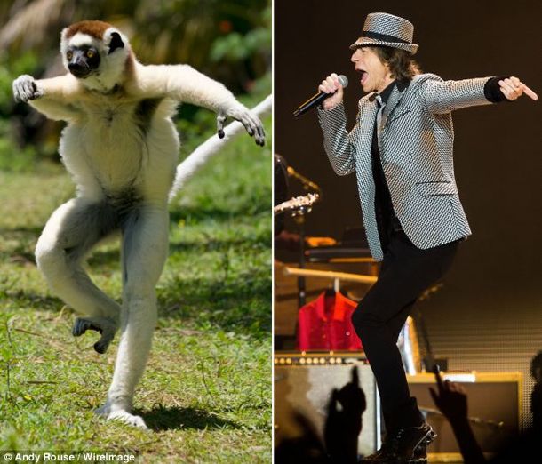 Un animal copió todos los movimientos de Mick Jagger al bailar