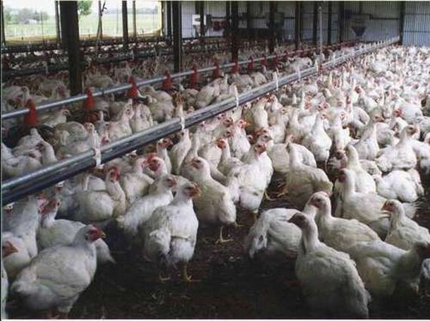 Narcopollos: cae una banda que escondía droga en criaderos avícolas