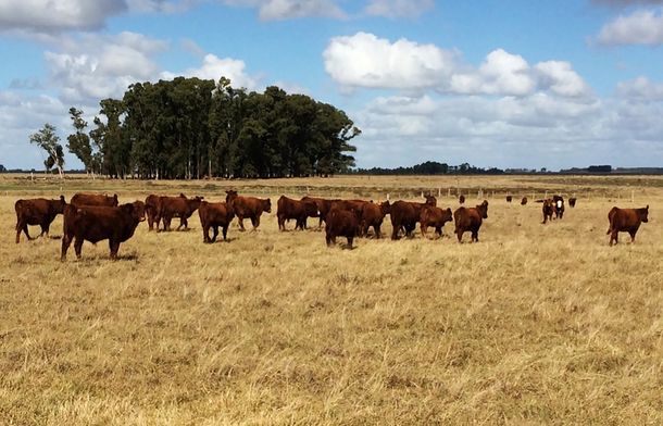 La emergencia agropecuaria cumplirá 11 meses.