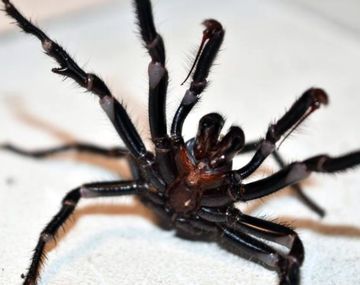 La tercera plaga de Australia: después de los incendios y las inundaciones llegan las arañas