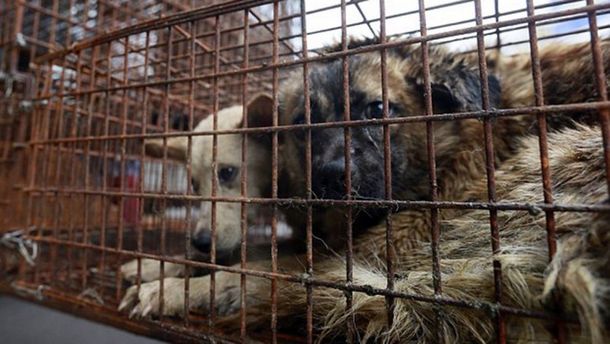 Un festival del horror desencadenó en una brutal matanza de mascotas