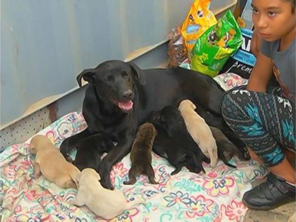 Emotivo rescate de nueve cachorros durante el incendio de Valparaíso