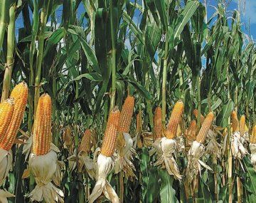 Estiman que la cosecha de maíz alcanzará un récord histórico