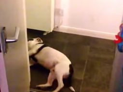 VIDEO: un perro finge su muerte y es furor en internet