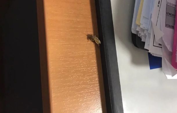 Empleados del INDEC denuncian invasión de cucarachas y ratas en el edificio
