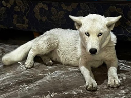 entraron a allanar por droga y se encontraron un lobo blanco atado a un cano entraron a allanar por droga y se encontraron un lobo blanco atado a un cano