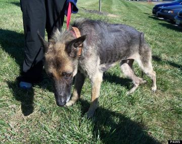 Rescataron a un perro que estuvo encadenado durante cuatro años