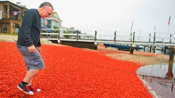 De película: invasión de cangrejos copó las playas de California