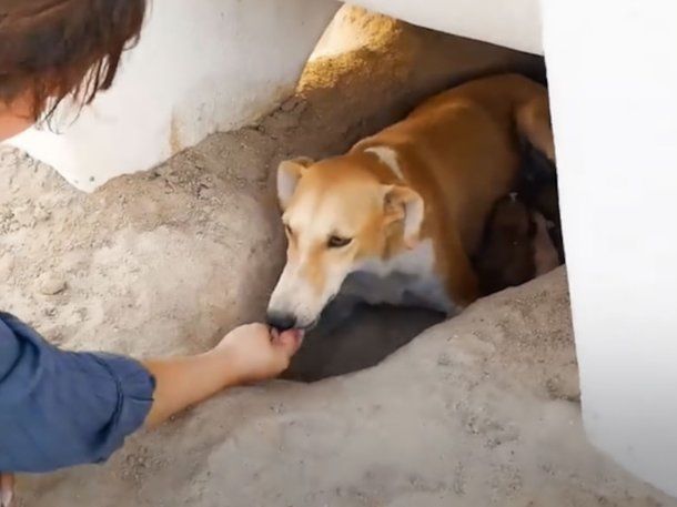 Kuwait: el conmovedor hallazgo junto a una perra abandonada en el desierto