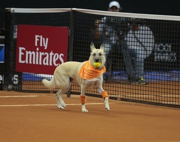 Vuelven los perros alcanzapelotas a las canchas de tenis