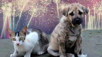 consejos para proteger a las mascotas de la pirotecnia en nochebuena y navidad consejos para proteger a las mascotas de la pirotecnia en nochebuena y navidad