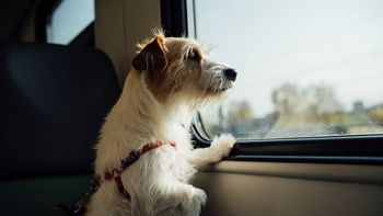 trenes argentinos habilito el viaje con mascotas a mar del plata, junin y bragado: conoce las condiciones trenes argentinos habilito el viaje con mascotas a mar del plata, junin y bragado: conoce las condiciones