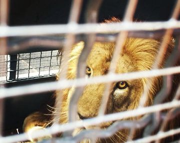 El viaje de tres leones hacia una vida mejor