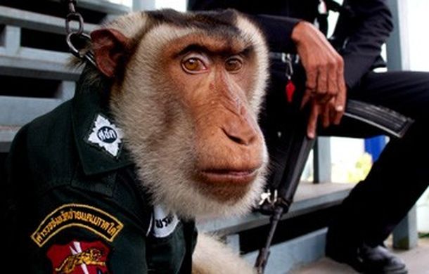 Policía adopta a mono, lo entrena y ahora es agente