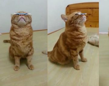Un gato hace equilibrio con un hisopo