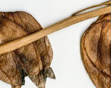 Encontraron al tomate más antiguo de la historia