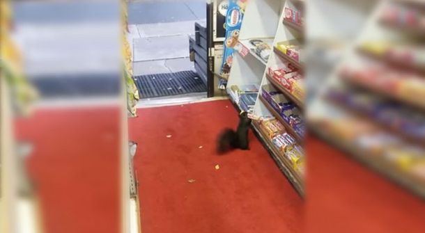 Ardillas roban en una tienda