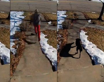 VIDEO: Así evita un perro labrador el robo a una casa