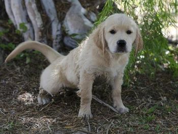 Envenenó a un perro para robar una moto