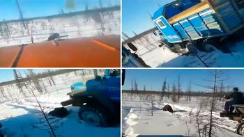 Con un camión, atropellaron y mataron a un oso Con un camión, atropellaron y mataron a un oso