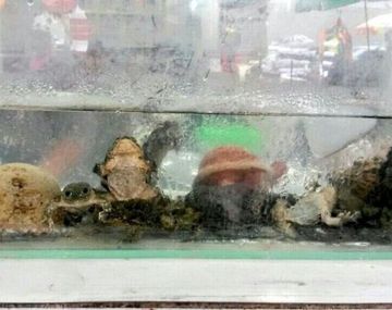 Insólita costumbre en Perú: se populariza el consumo de extracto de rana por el frío