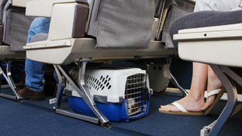 aa confirmo como sera viajar con mascotas aa confirmo como sera viajar con mascotas