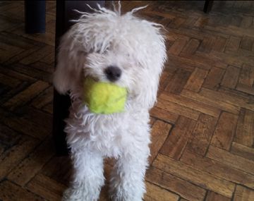 Este caniche toy los salvó de una entradera