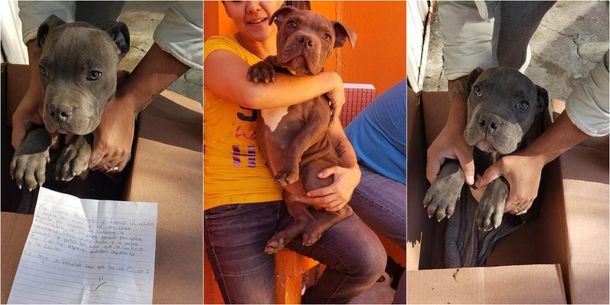 Su papá molía a golpes a su perrito y lo dejó en adopción en una veterinaria con una dolorosa carta