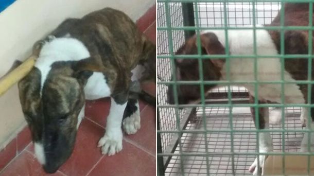 Un Bull Terrier entró a una escuela y mordió a tres niños en Córdoba