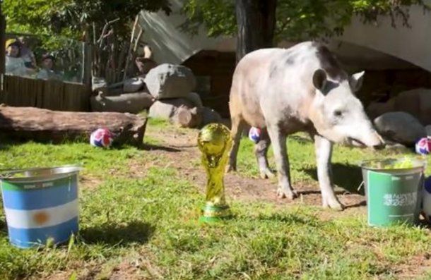 Manolo, el tapir chileno que vaticinó la derrota de Argentina y es viral