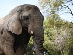 fallecio kenya, la ultima elefanta en cautiverio en la argentina: tenia 44 anos fallecio kenya, la ultima elefanta en cautiverio en la argentina: tenia 44 anos