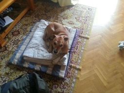 espana sacrifico al perro de la enfermera con ebola espana sacrifico al perro de la enfermera con ebola