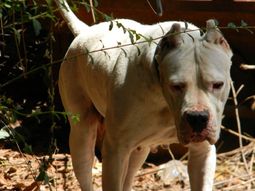 Un sereno murió atacado por nueve dogos