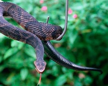 Lo mordió una serpiente en su casa y pelea por vivir en terapia intensiva