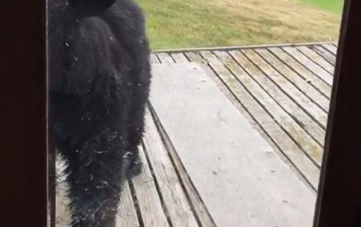 Un gato  ahuyentó a un oso