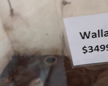 Los animales fueron descubiertos de casualidad por un youtuber