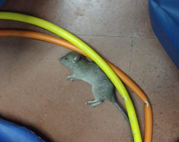 Se lanzó el Mapa de la Rata para localizar las escuelas invadidas por roedores