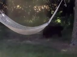video: asi se entretuvo un oso en una hamaca video: asi se entretuvo un oso en una hamaca