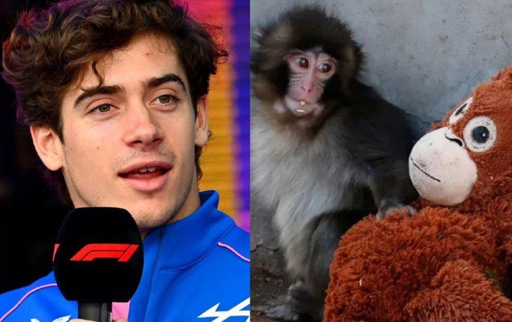 La inesperada confesión de Colapinto sobre el monito viral Punch que sorprendió a sus fans