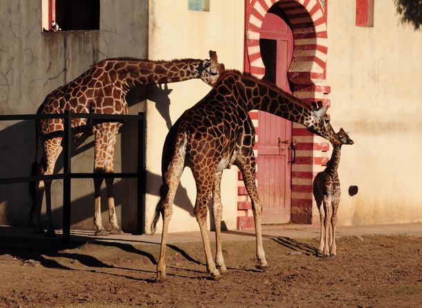 Gentileza Zoo de Buenos Aires Foto Laura Gravino