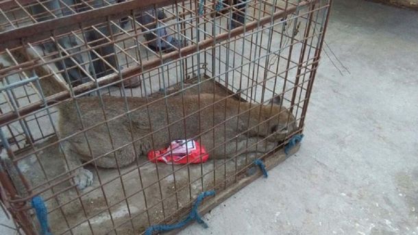 Pánico en Neuquén: fueron a trabajar a un galpón y se encontraron con un puma