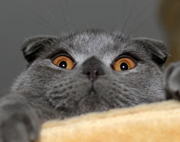 El scottish fold se ve adorable pero tiene una vida corta