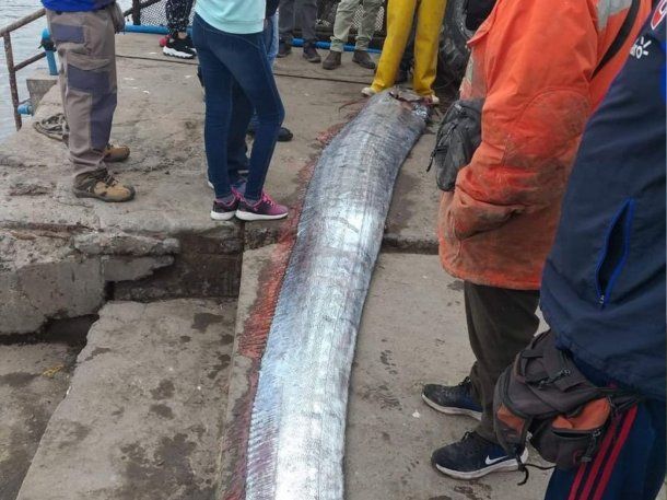 El extraño pez que puso en alerta a Chile: el motivo