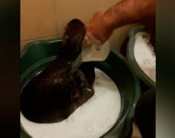 Día de spa: el video de una mujer bañando a sus carpinchos que se hizo viral