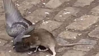 video: mira la pelea entre una rata y una paloma video: mira la pelea entre una rata y una paloma