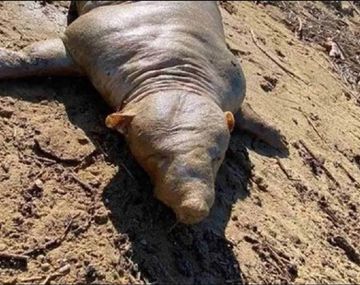 Grecia: una extraña criatura sorprendió y se hizo viral