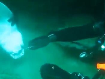 Un tiburón se acercó para pedir ayuda