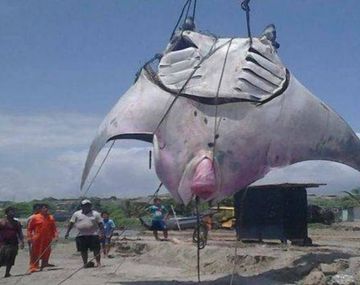 Pescan una mantaraya de mil kilos